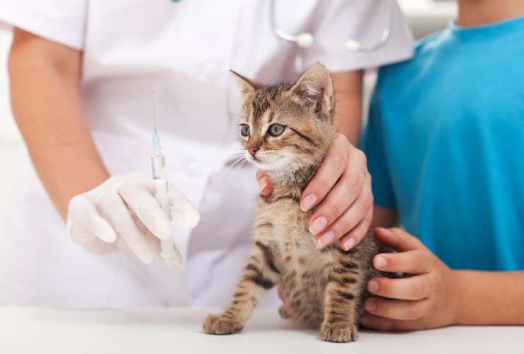 Dog & Cat Vaccines