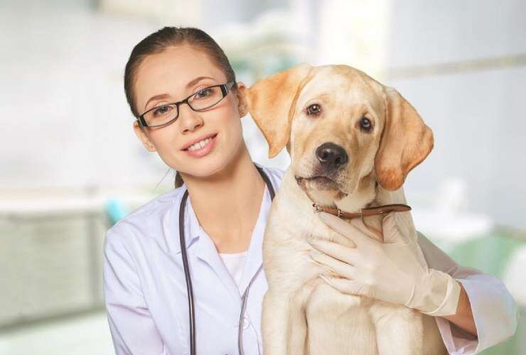 Heartworm Testing