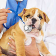 Why should your pet have their teeth  cleaned?﻿