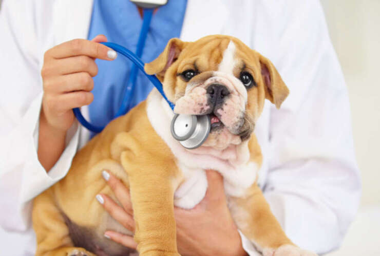 Why should your pet have their teeth  cleaned?﻿