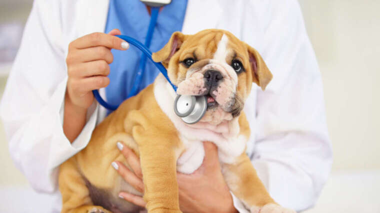 Why should your pet have their teeth  cleaned?﻿
