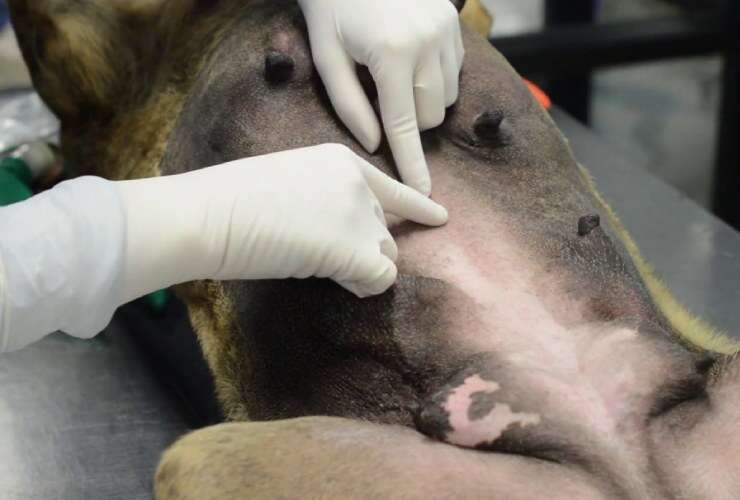 Dog & Cat Spay Surgery