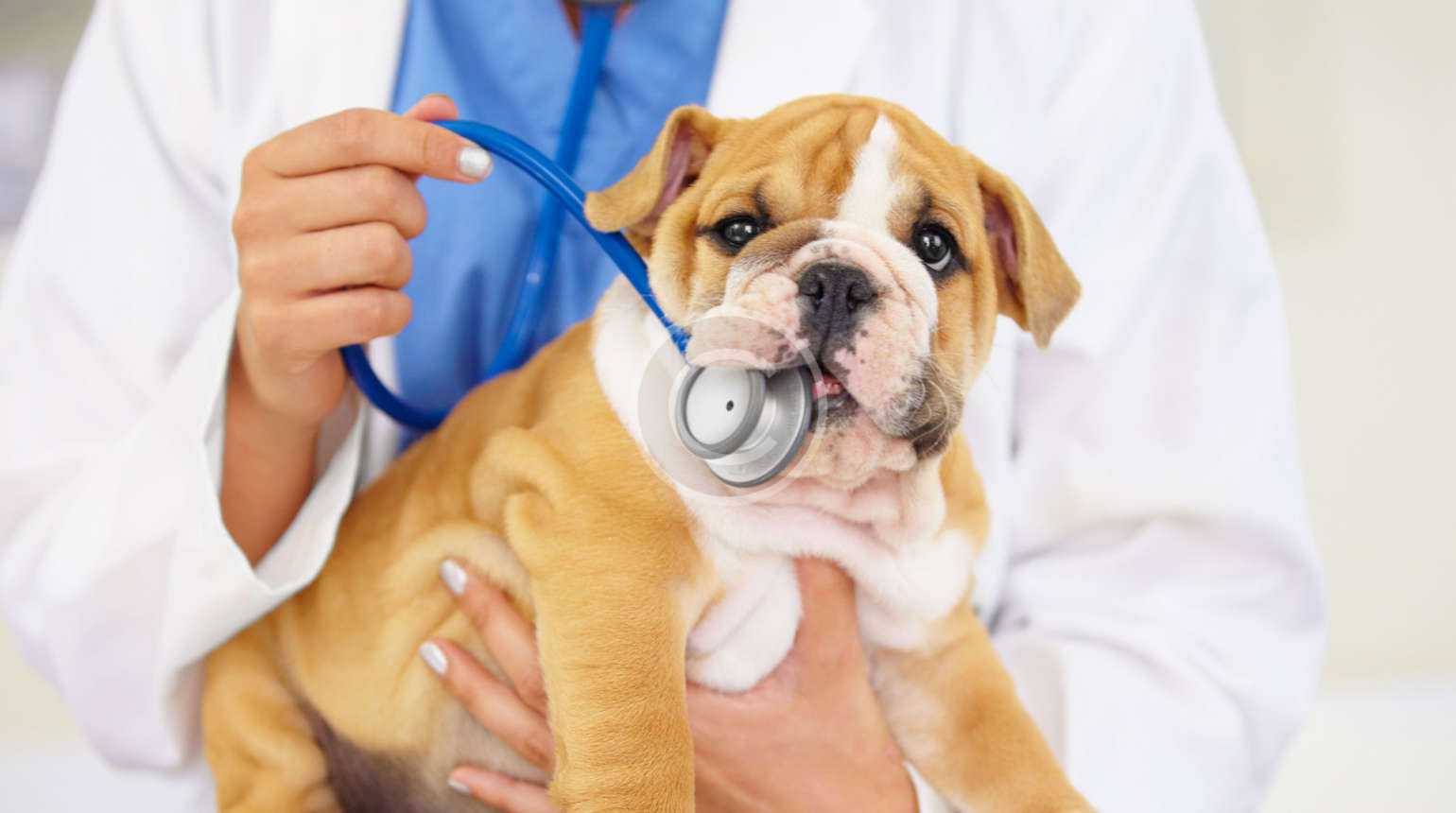 Dog & Cat Vaccines