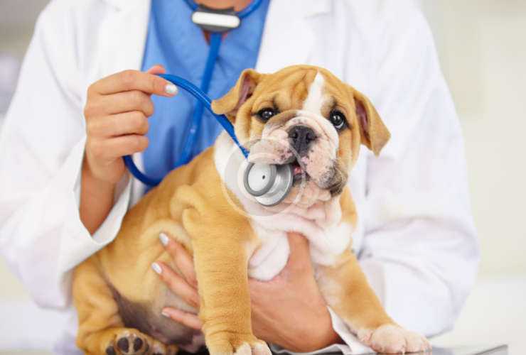 Dog & Cat Vaccines